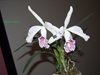 Cattleya maxima var. semi-alba La Pedrena